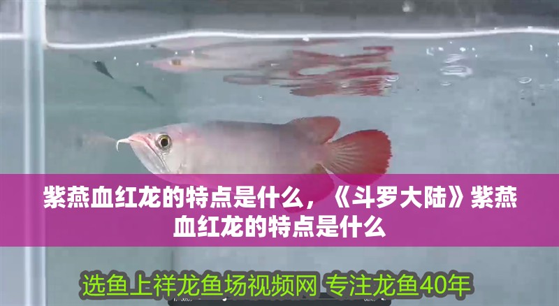 紫燕血紅龍的特點是什么，《斗羅大陸》紫燕血紅龍的特點是什么 紫燕血紅龍的特點是什么，《斗羅大陸》紫燕血紅龍的特點是什么 龍魚百科