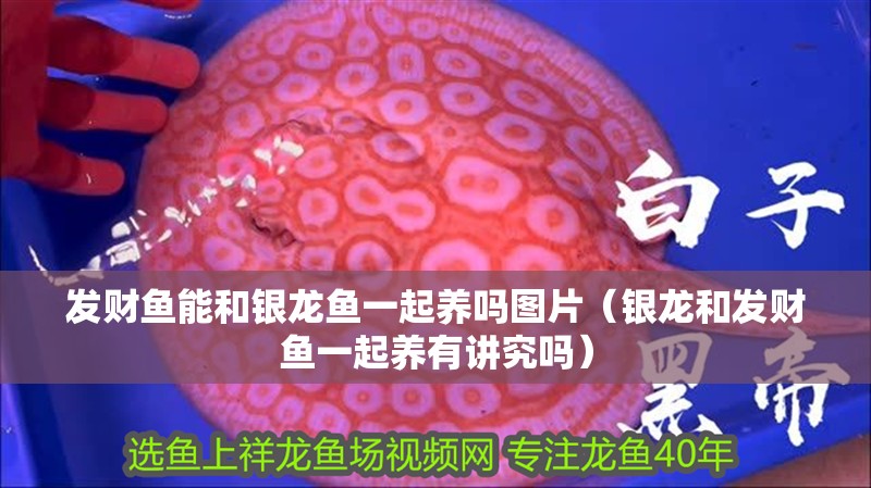 發(fā)財魚能和銀龍魚一起養(yǎng)嗎圖片（銀龍和發(fā)財魚一起養(yǎng)有講究嗎）