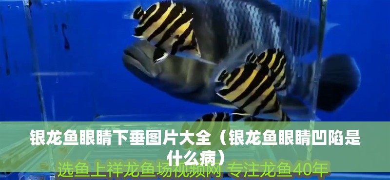 銀龍魚眼睛下垂圖片大全（銀龍魚眼睛凹陷是什么病）
