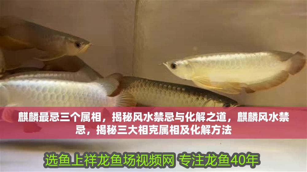 麒麟最忌三個屬相，揭秘風水禁忌與化解之道，麒麟風水禁忌，揭秘三大相克屬相及化解方法