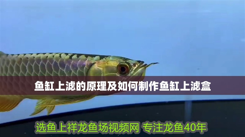 魚缸上濾的原理及如何制作魚缸上濾盒