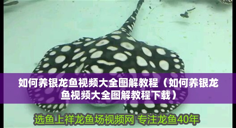如何養銀龍魚視頻大全圖解教程（如何養銀龍魚視頻大全圖解教程下載） 如何養銀龍魚視頻大全圖解教程（如何養銀龍魚視頻大全圖解教程下載） 銀龍魚百科