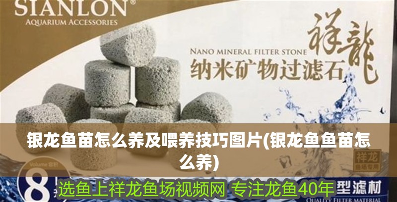 銀龍魚(yú)苗怎么養(yǎng)及喂養(yǎng)技巧圖片(銀龍魚(yú)魚(yú)苗怎么養(yǎng))