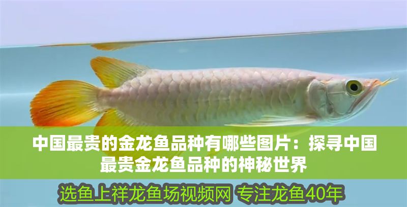 中國(guó)最貴的金龍魚(yú)品種有哪些圖片：探尋中國(guó)最貴金龍魚(yú)品種的神秘世界