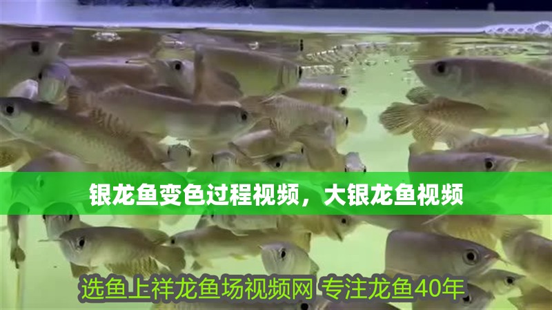 銀龍魚變色過程視頻，大銀龍魚視頻