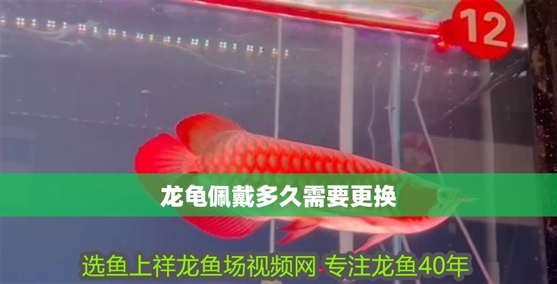 龍龜佩戴多久需要更換 龍龜佩戴多久需要更換 龍魚(yú)百科