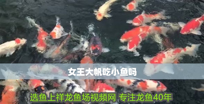 女王大帆吃小魚嗎