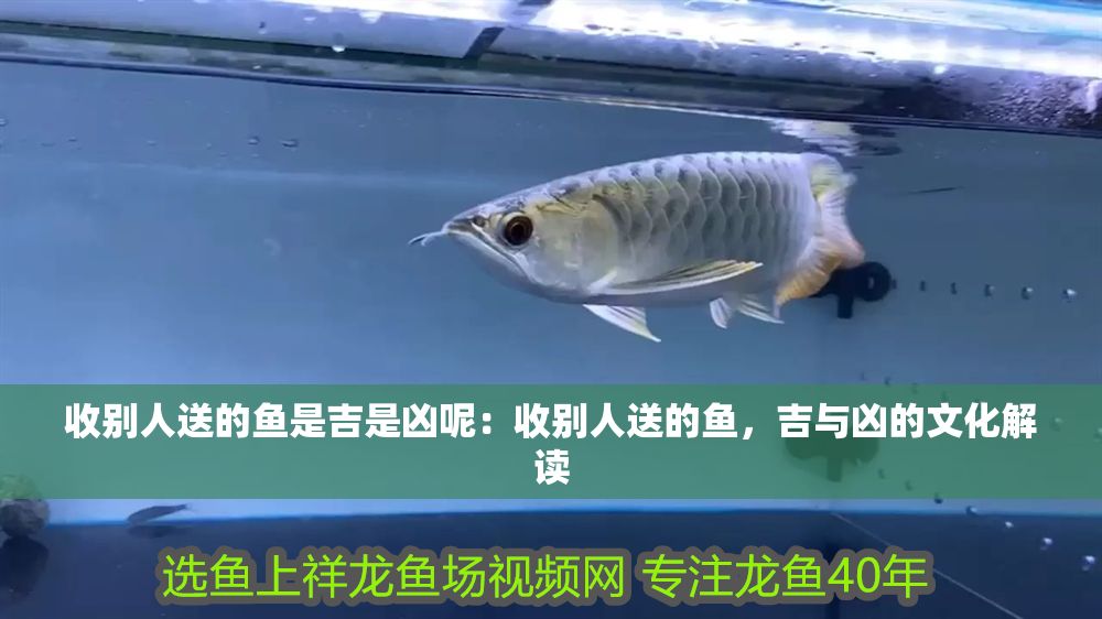 收別人送的魚是吉是兇呢：收別人送的魚，吉與兇的文化解讀