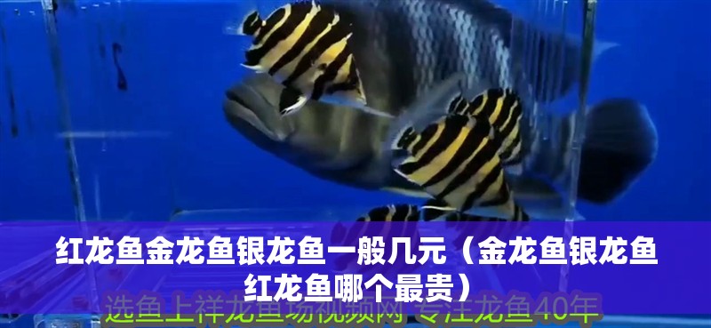 紅龍魚金龍魚銀龍魚一般幾元（金龍魚銀龍魚紅龍魚哪個最貴）