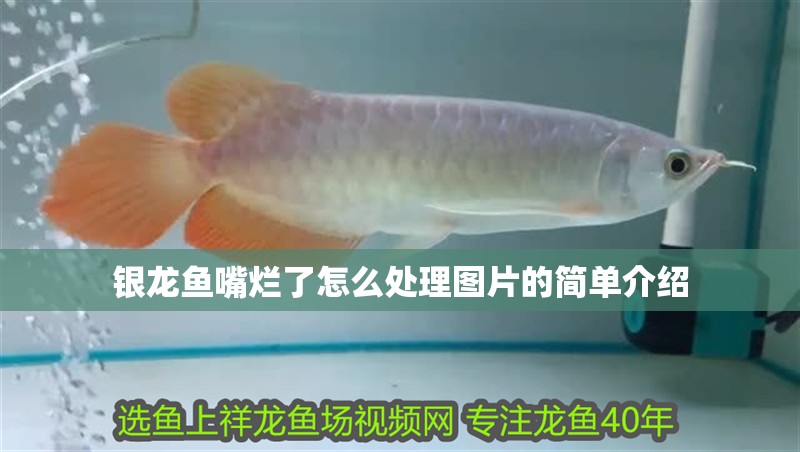 銀龍魚嘴爛了怎么處理圖片的簡單介紹