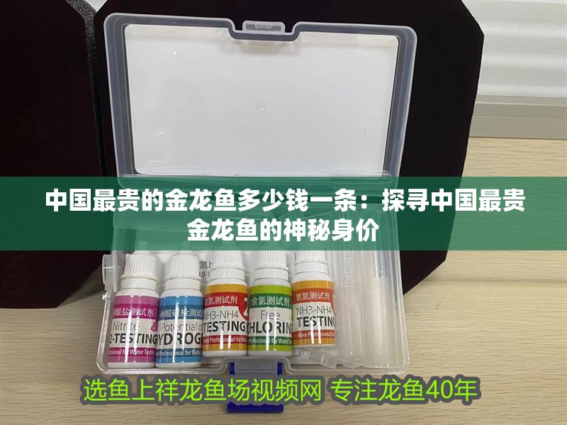 中國最貴的金龍魚多少錢一條：探尋中國最貴金龍魚的神秘身價