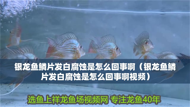 銀龍魚鱗片發白腐蝕是怎么回事啊（銀龍魚鱗片發白腐蝕是怎么回事啊視頻）