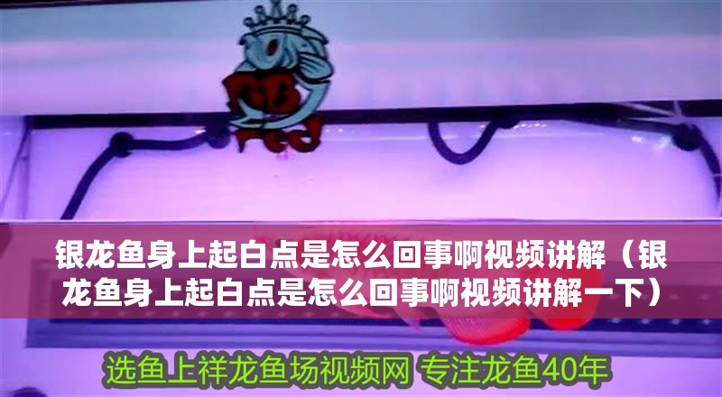 銀龍魚身上起白點(diǎn)是怎么回事啊視頻講解（銀龍魚身上起白點(diǎn)是怎么回事啊視頻講解一下）