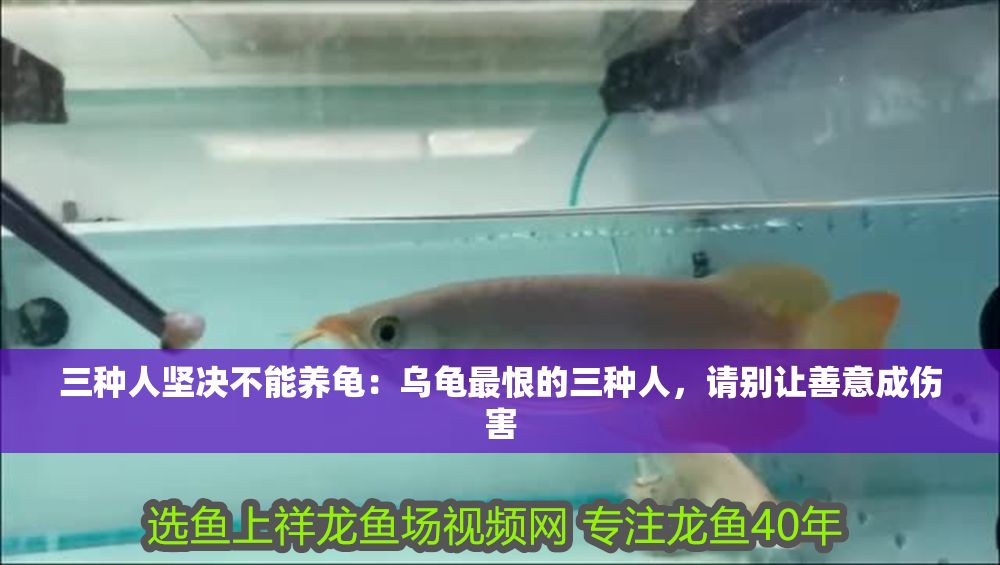 三種人堅決不能養龜：烏龜最恨的三種人，請別讓善意成傷害