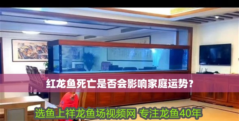 紅龍魚死亡是否會影響家庭運勢？