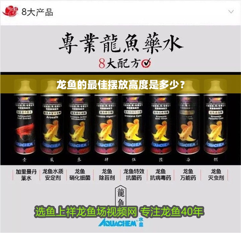 龍魚的最佳擺放高度是多少？