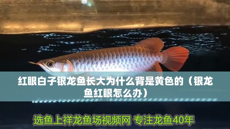 紅眼白子銀龍魚長大為什么背是黃色的（銀龍魚紅眼怎么辦）