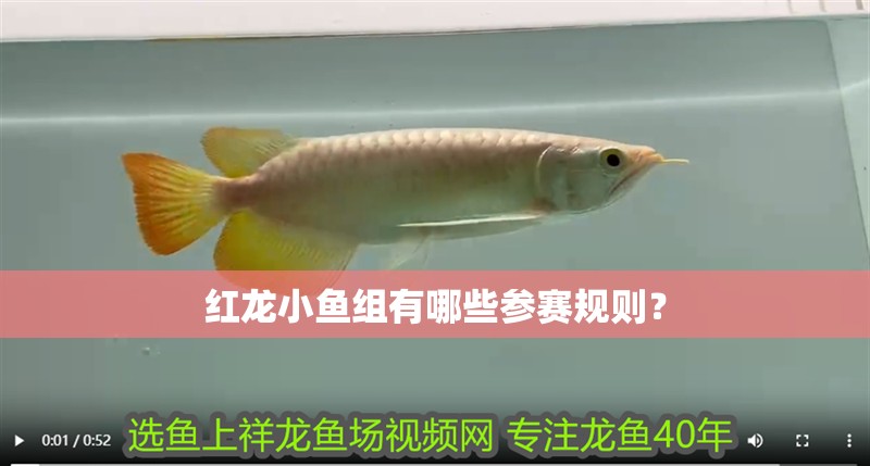 紅龍小魚組有哪些參賽規則？