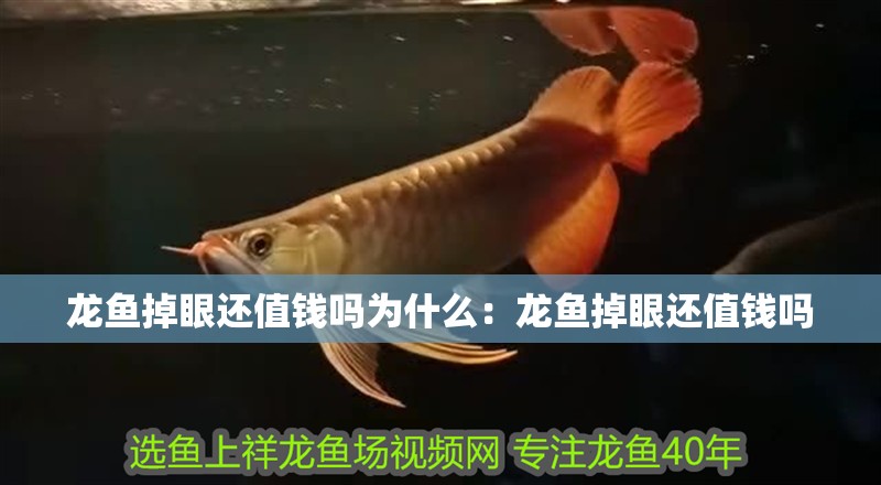 龍魚掉眼還值錢嗎為什么：龍魚掉眼還值錢嗎