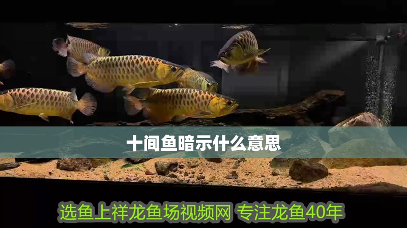 十間魚暗示什么意思 十間魚暗示什么意思 龍魚論壇