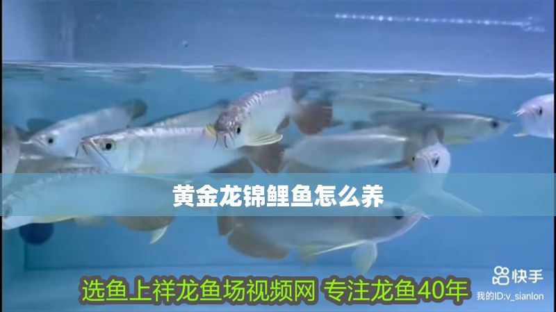 黃金龍錦鯉魚怎么養(yǎng)