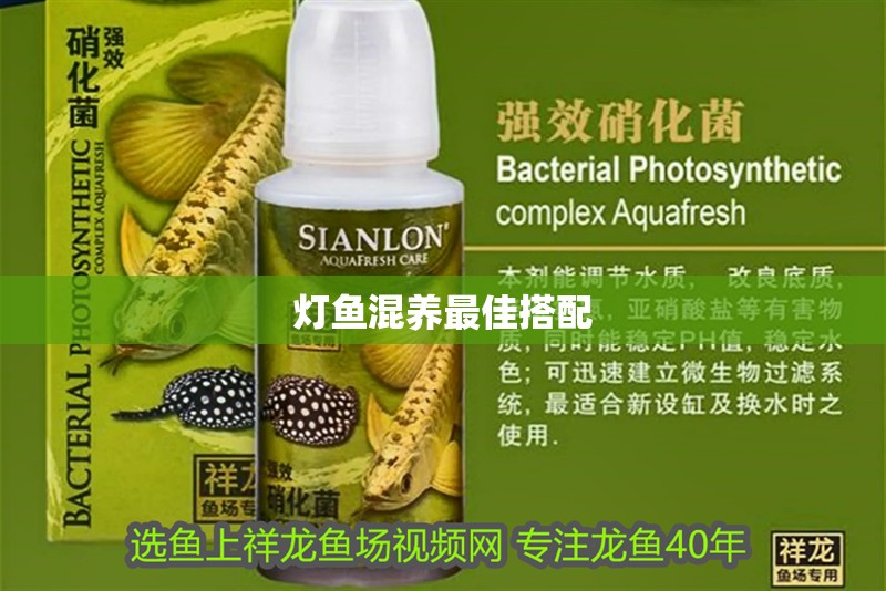 燈魚混養(yǎng)最佳搭配