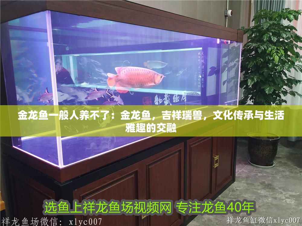 金龍魚一般人養不了：金龍魚，吉祥瑞獸，文化傳承與生活雅趣的交融