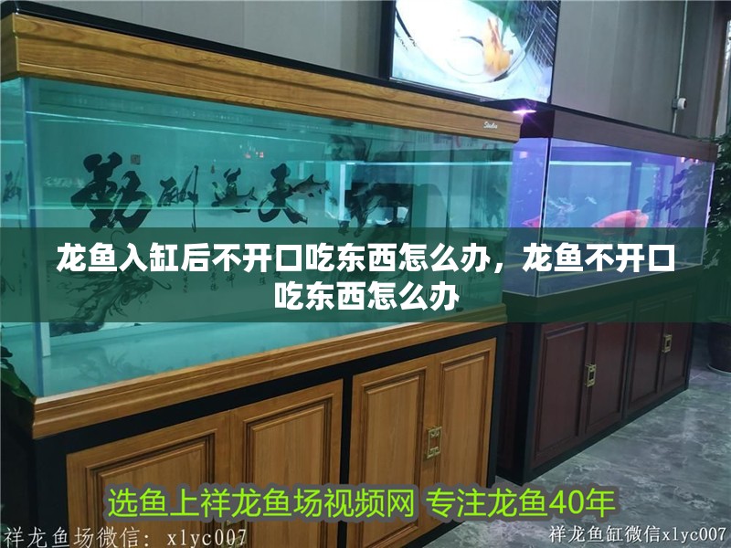 龍魚入缸后不開口吃東西怎么辦，龍魚不開口吃東西怎么辦