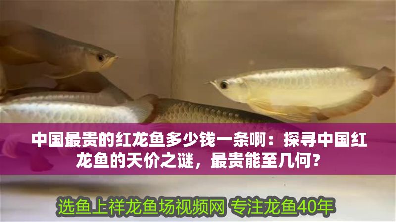 中國最貴的紅龍魚多少錢一條啊：探尋中國紅龍魚的天價之謎，最貴能至幾何？