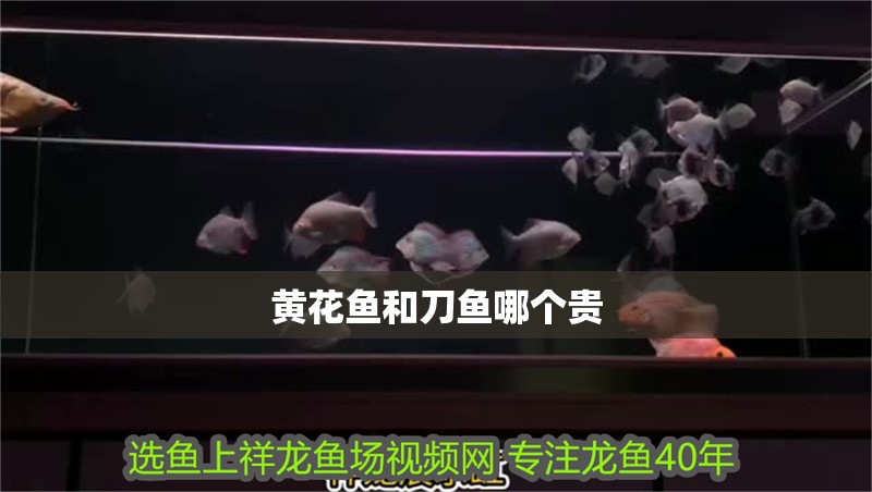 黃花魚和刀魚哪個貴