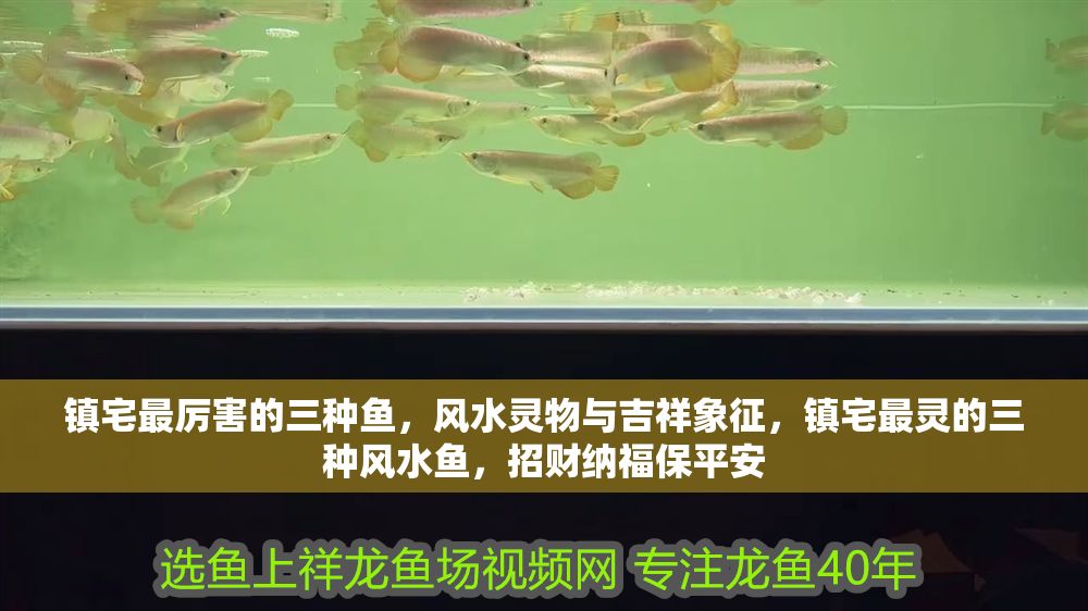 鎮宅最厲害的三種魚，風水靈物與吉祥象征，鎮宅最靈的三種風水魚，招財納福保平安