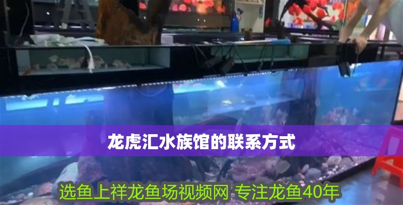 龍虎匯水族館的聯系方式