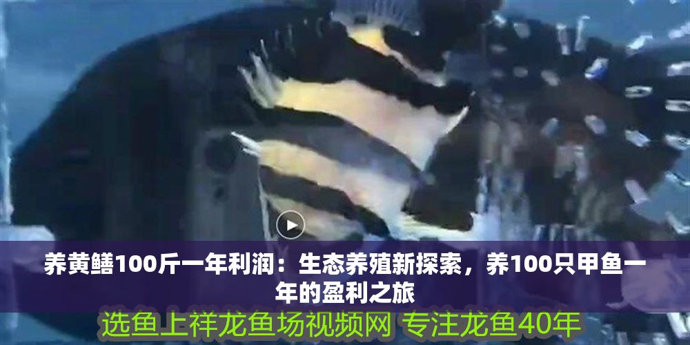 養黃鱔100斤一年利潤：生態養殖新探索，養100只甲魚一年的盈利之旅