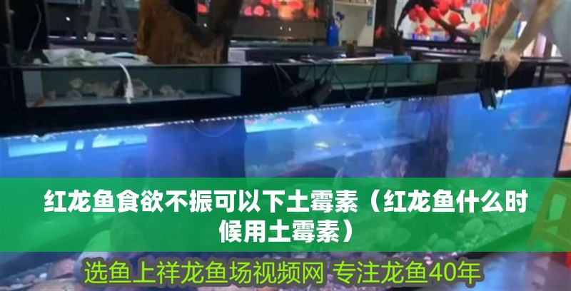 紅龍魚食欲不振可以下土霉素（紅龍魚什么時候用土霉素）