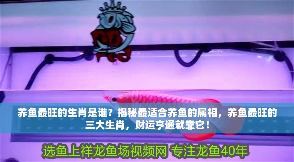 養魚最旺的生肖是誰？揭秘最適合養魚的屬相，養魚最旺的三大生肖，財運亨通就靠它！