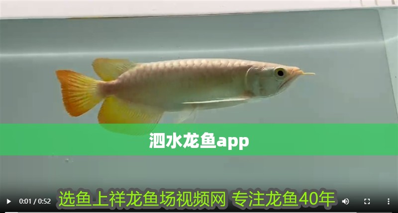 泗水龍魚app