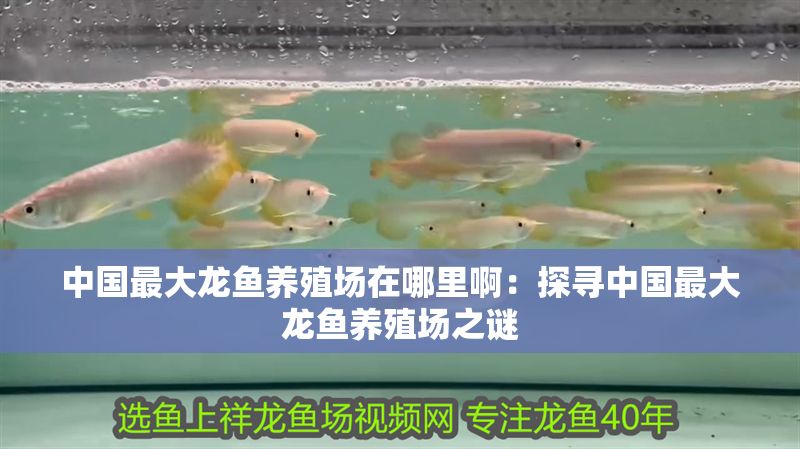 中國最大龍魚養殖場在哪里啊：探尋中國最大龍魚養殖場之謎