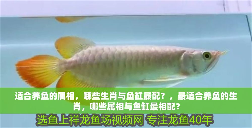 適合養魚的屬相，哪些生肖與魚缸最配？，最適合養魚的生肖，哪些屬相與魚缸最相配？
