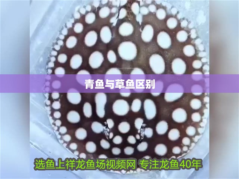 青魚與草魚區別