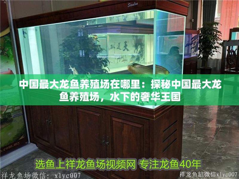 中國最大龍魚養殖場在哪里：探秘中國最大龍魚養殖場，水下的奢華王國