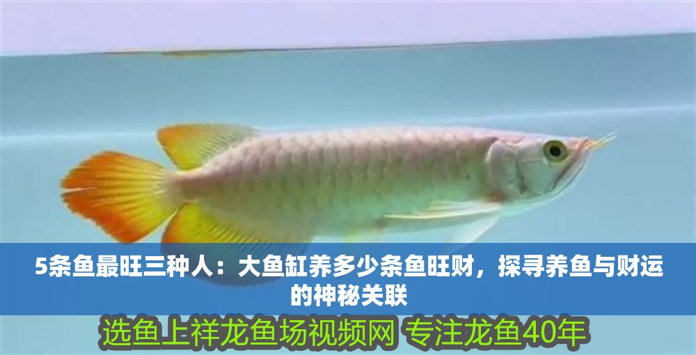5條魚最旺三種人：大魚缸養多少條魚旺財，探尋養魚與財運的神秘關聯