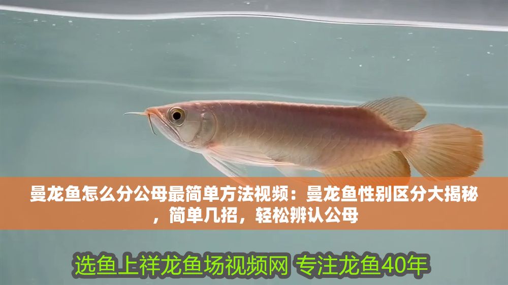 曼龍魚怎么分公母最簡(jiǎn)單方法視頻：曼龍魚性別區(qū)分大揭秘，簡(jiǎn)單幾招，輕松辨認(rèn)公母