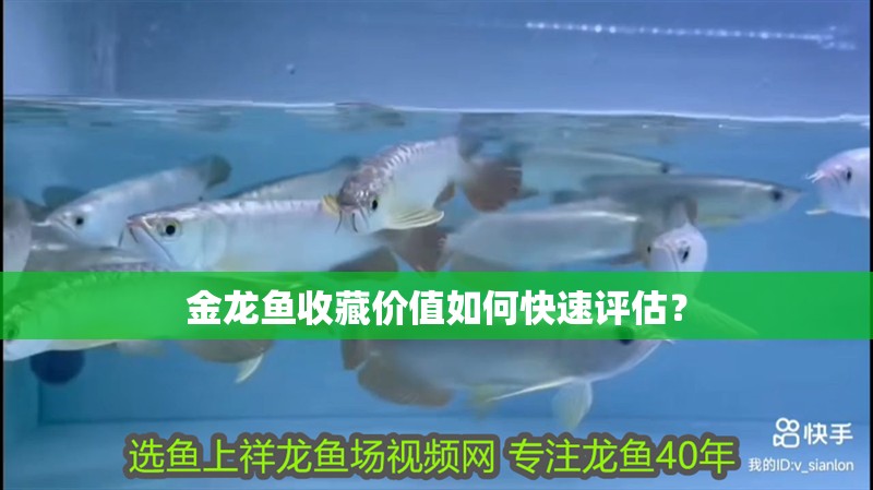 金龍魚收藏價值如何快速評估？