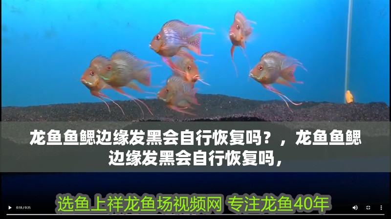 龍魚魚鰓邊緣發(fā)黑會自行恢復嗎？，龍魚魚鰓邊緣發(fā)黑會自行恢復嗎，