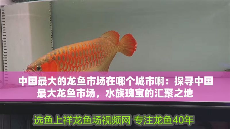 中國最大的龍魚市場在哪個城市啊：探尋中國最大龍魚市場，水族瑰寶的匯聚之地