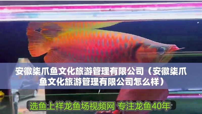 安徽柒爪魚文化旅游管理有限公司（安徽柒爪魚文化旅游管理有限公司怎么樣）