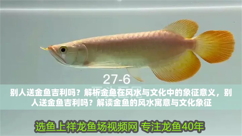 別人送金魚吉利嗎？解析金魚在風(fēng)水與文化中的象征意義，別人送金魚吉利嗎？解讀金魚的風(fēng)水寓意與文化象征