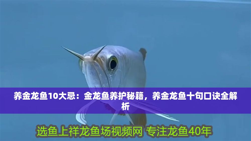 養金龍魚10大忌：金龍魚養護秘籍，養金龍魚十句口訣全解析