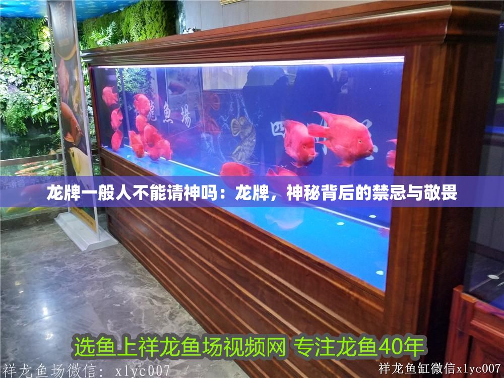 龍牌一般人不能請神嗎：龍牌，神秘背后的禁忌與敬畏 龍牌一般人不能請神嗎：龍牌，神秘背后的禁忌與敬畏 龍魚百科 第1張