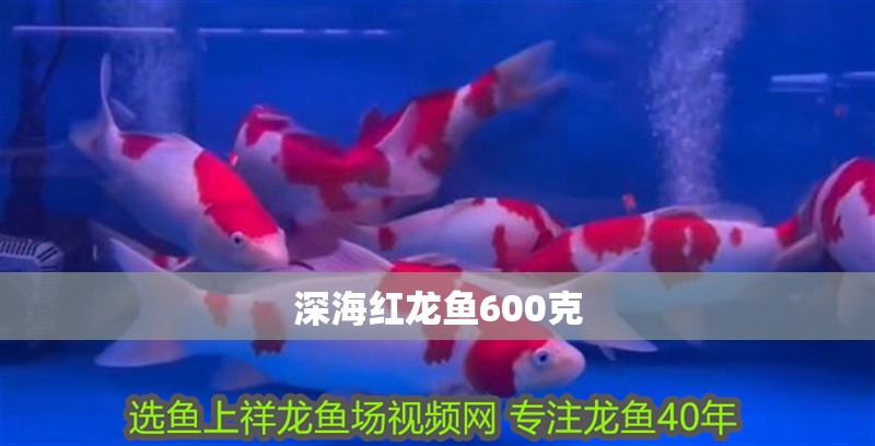 深海紅龍魚600克